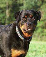 Click to go to the Canine Portrait Gallery